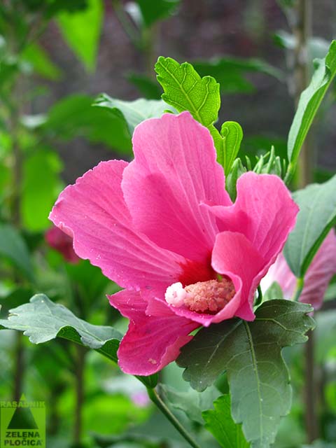 Hibiskus Hibiscus